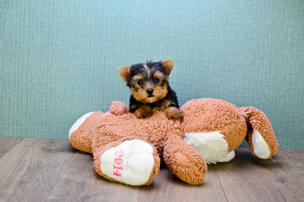 Meet Bam Bam - our Yorkshire Terrier Puppy Photo 