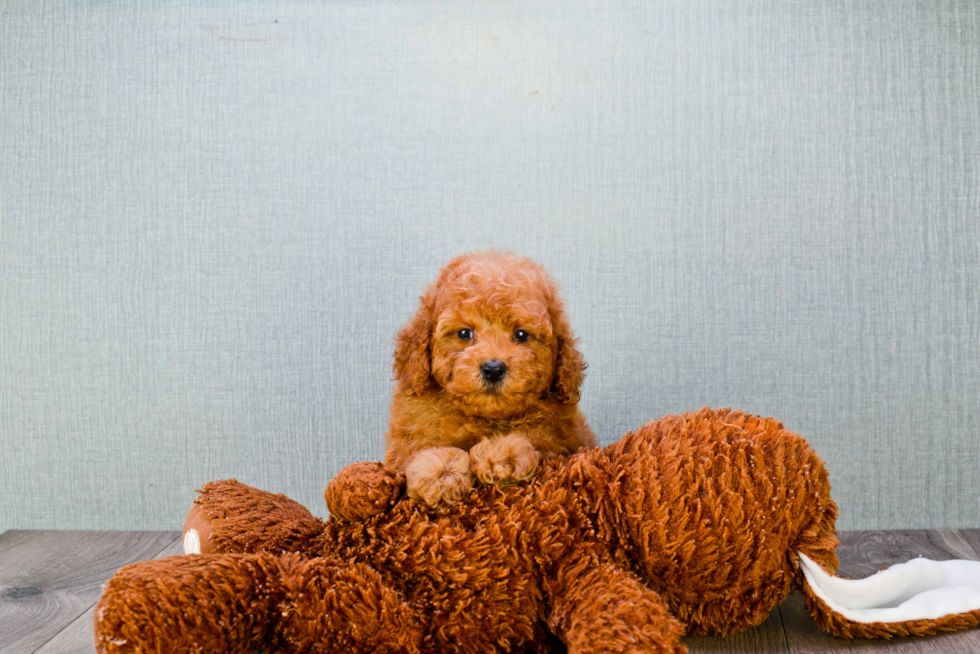 Mini Goldendoodle Pup Being Cute