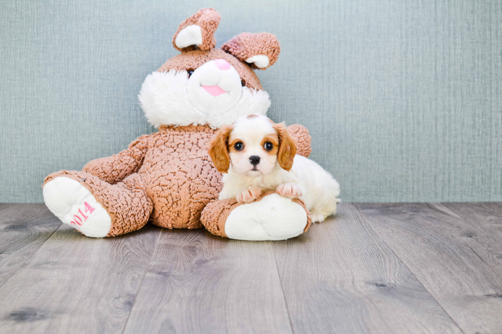 Cavalier King Charles Spaniel Pup Being Cute