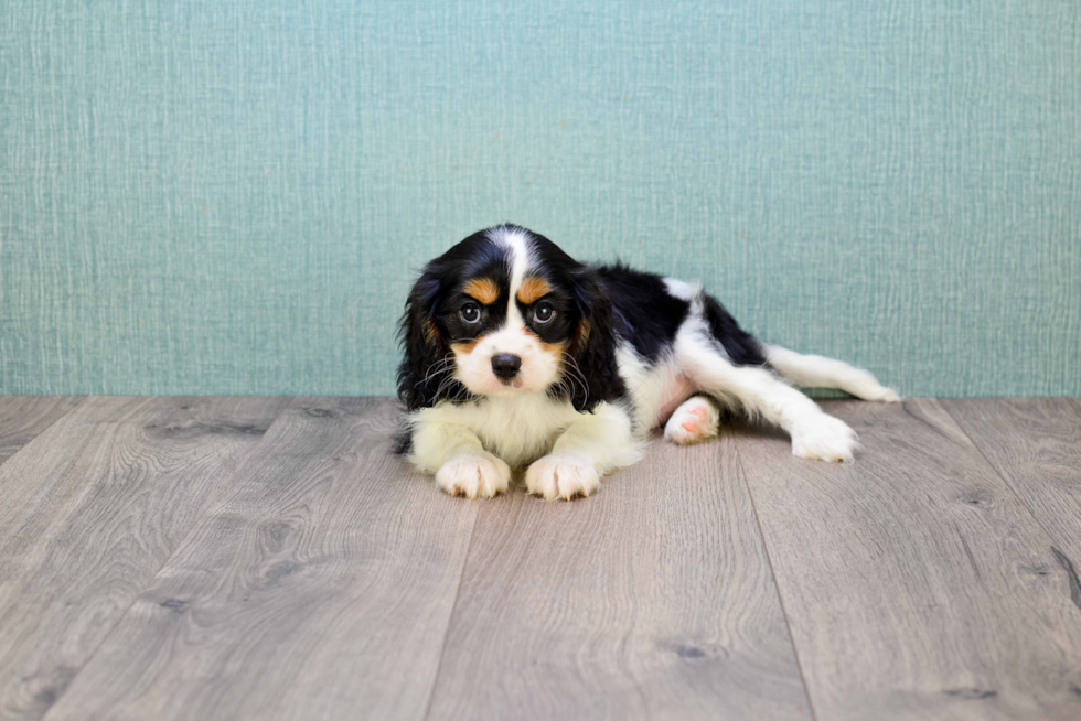 Playful Cavalier King Charles Spaniel Baby