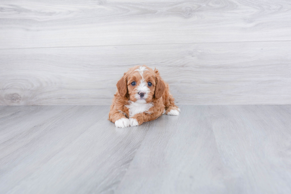 Cute Cavapoo Baby