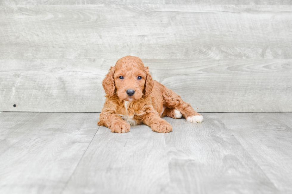 Hypoallergenic Cockerpoo Poodle Mix Puppy