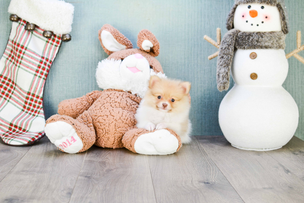 Playful Pomeranian Baby