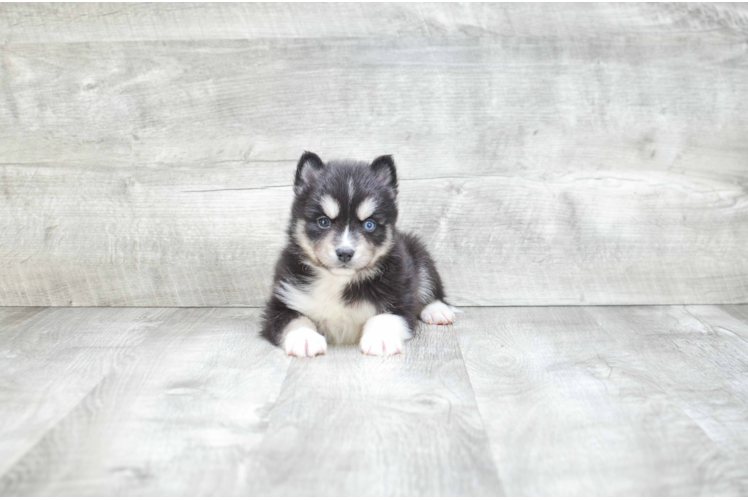 Small Pomsky Baby