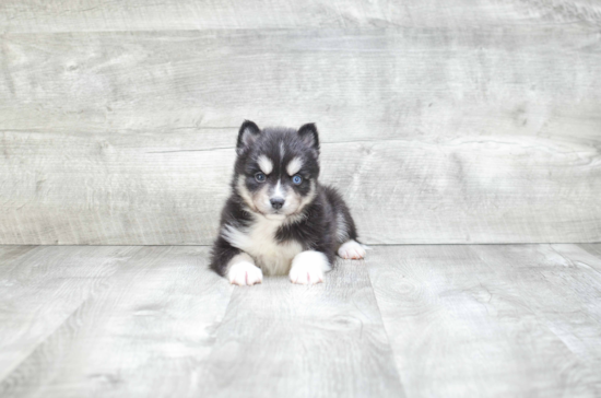 Small Pomsky Baby