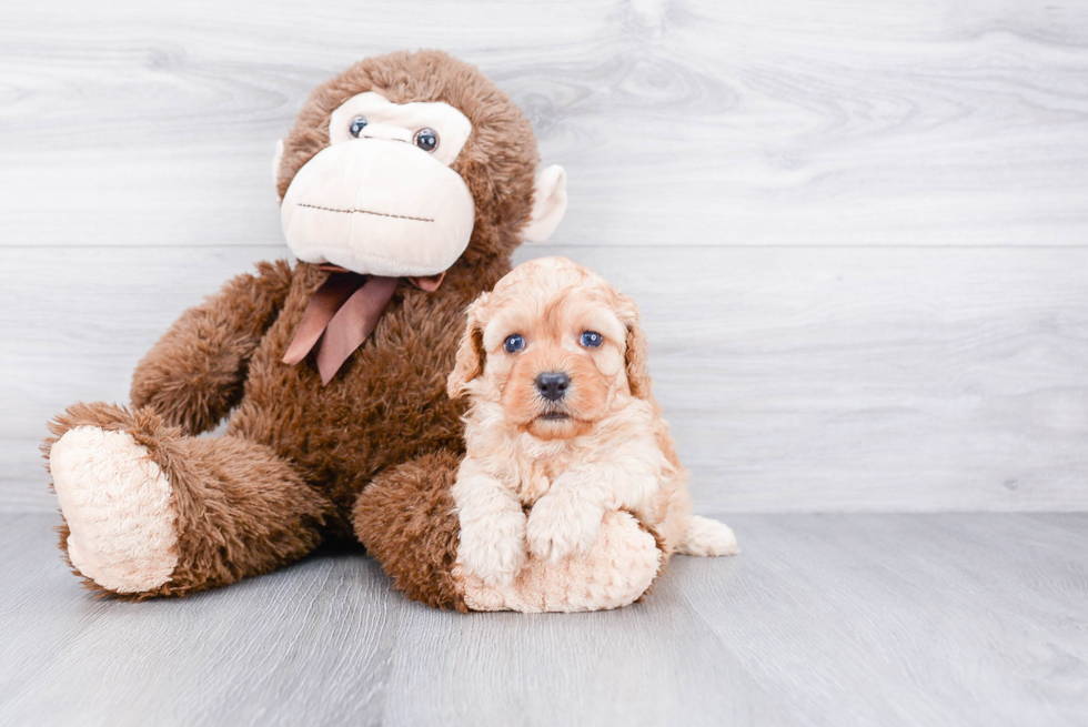 Cavapoo Pup Being Cute