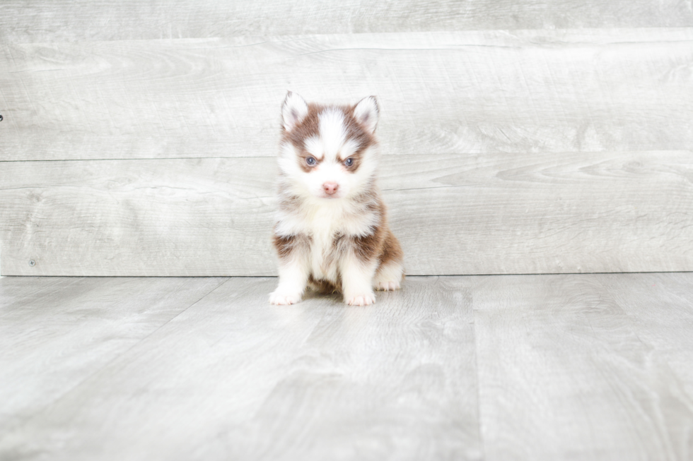 Petite Pomsky Designer Pup