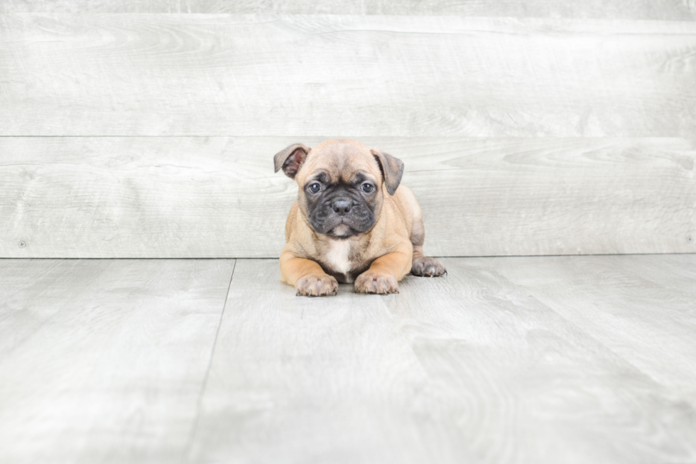 Adorable Frenchie Purebred Puppy