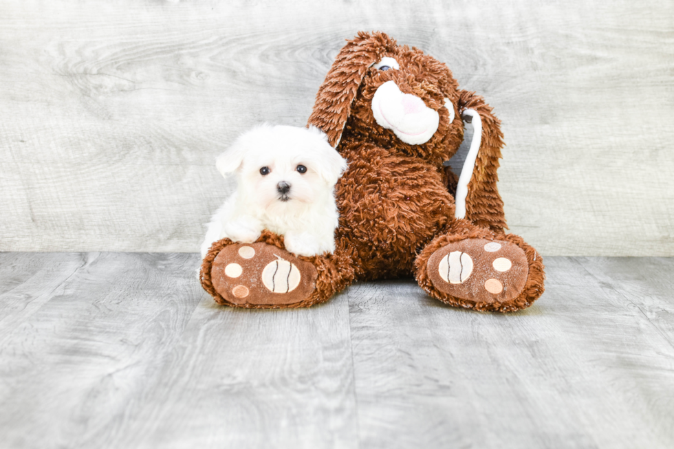 Maltese Puppy for Adoption