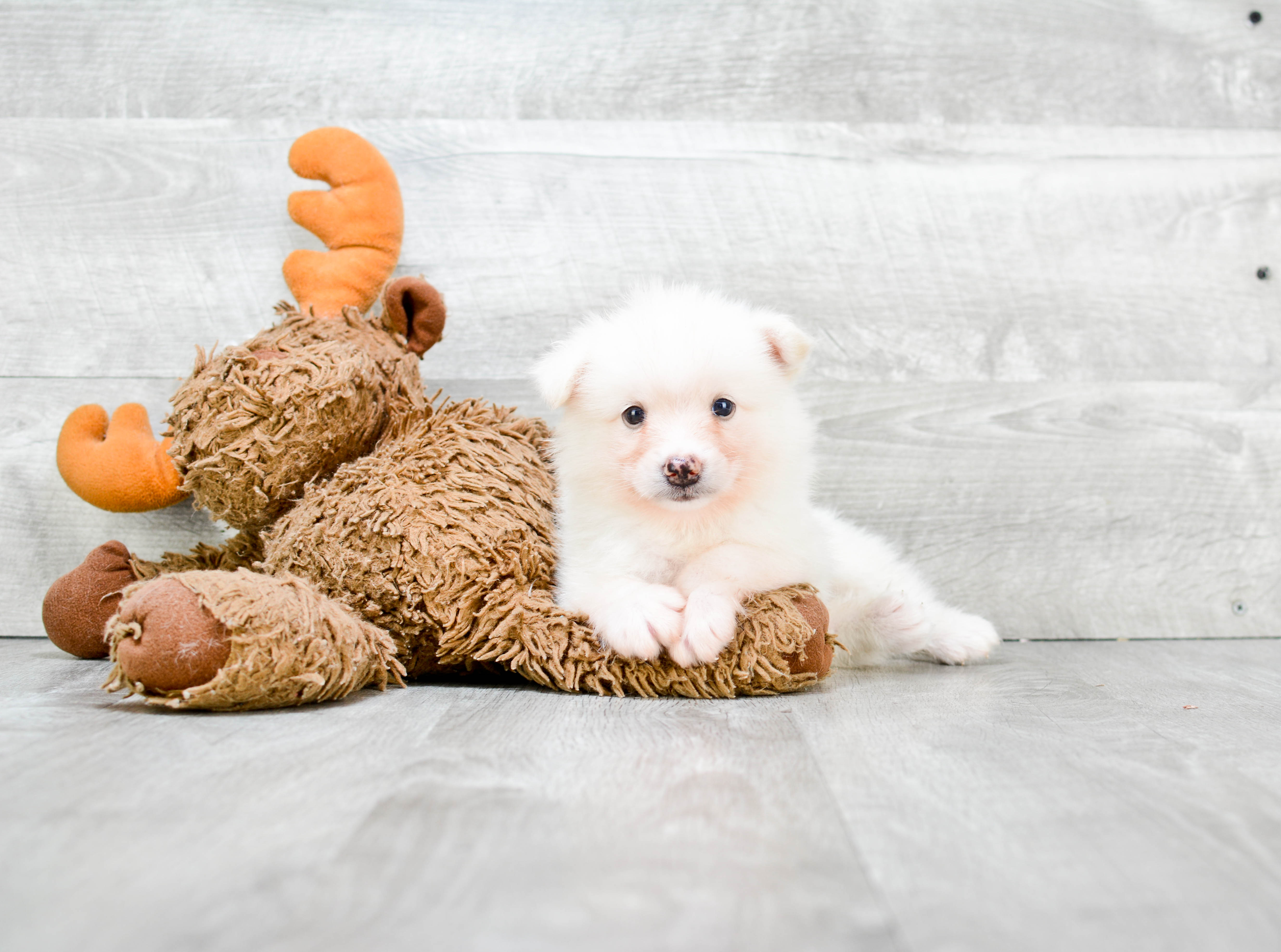 Fluffy Pomsky Designer Pup