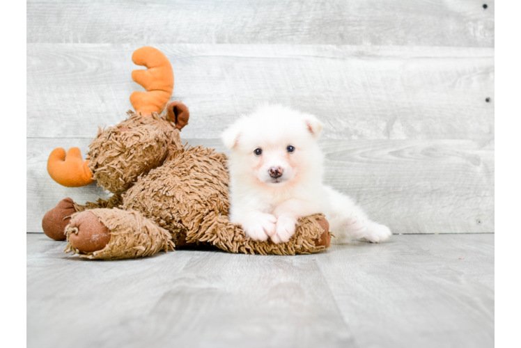 Fluffy Pomsky Designer Pup