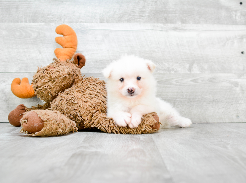 Fluffy Pomsky Designer Pup