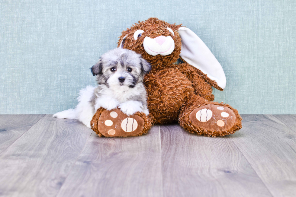 Havanese Pup Being Cute