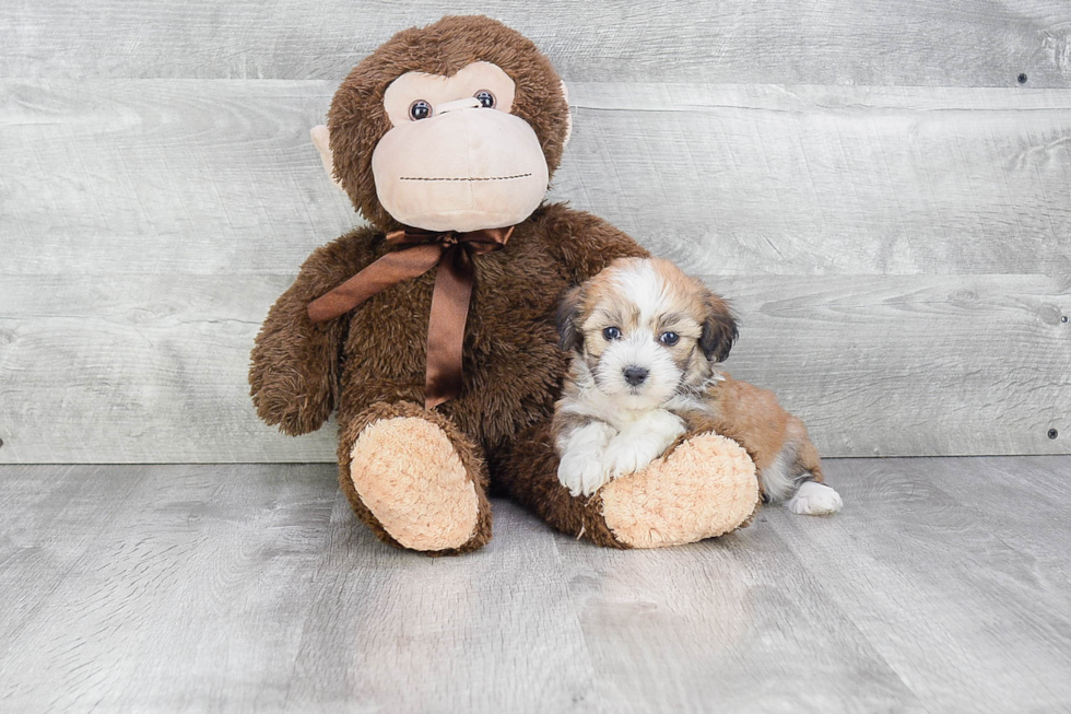 Funny Havanese Baby