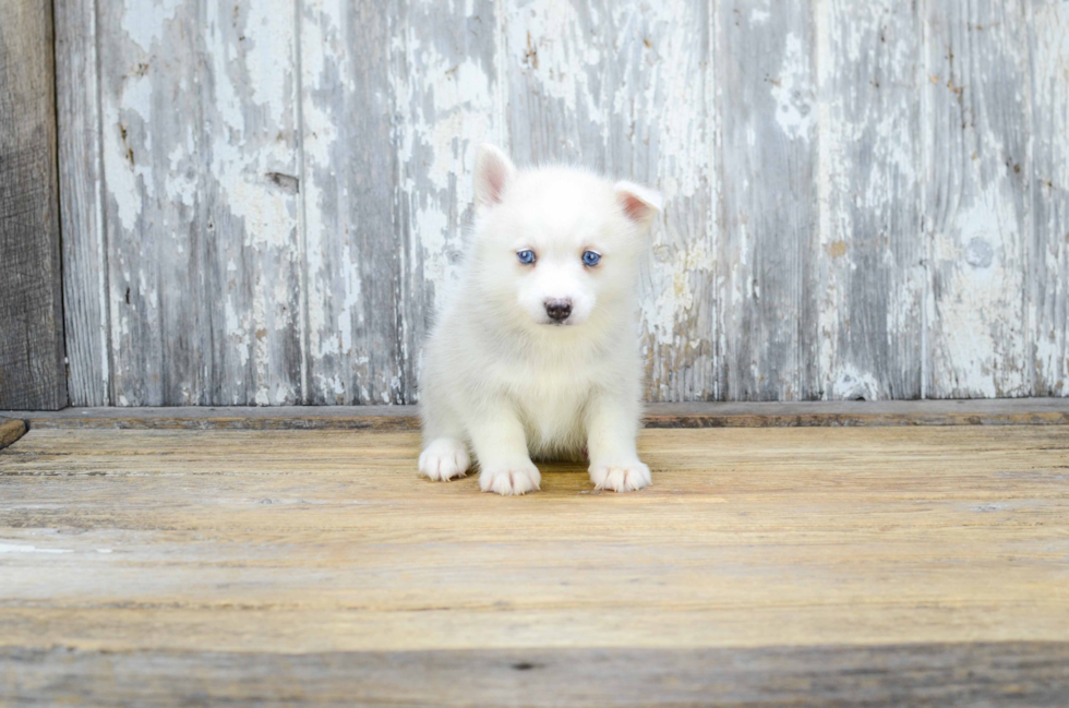 Pomsky Pup Being Cute