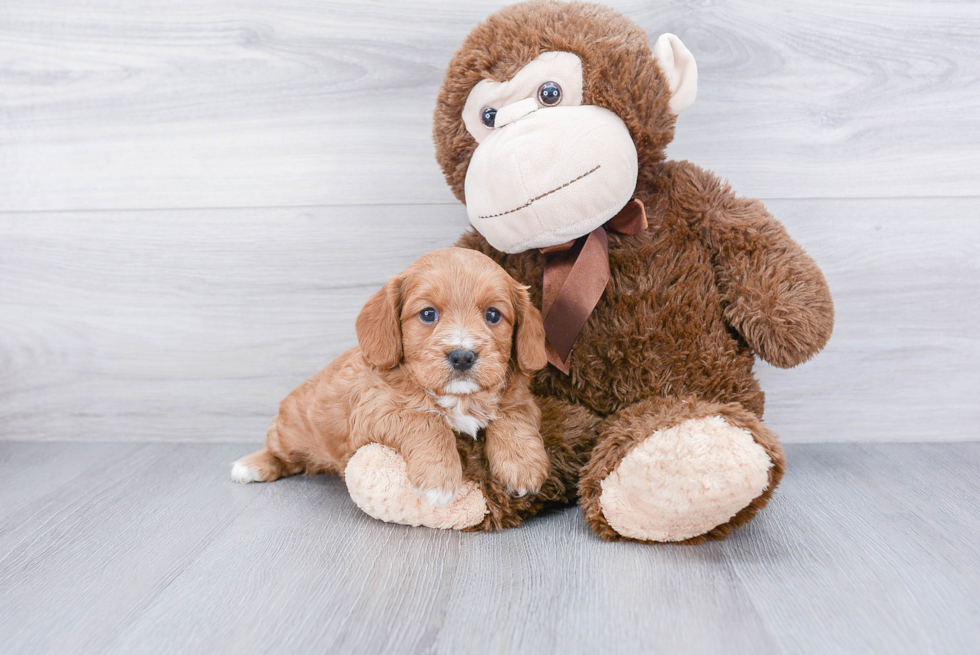 Cavapoo Pup Being Cute