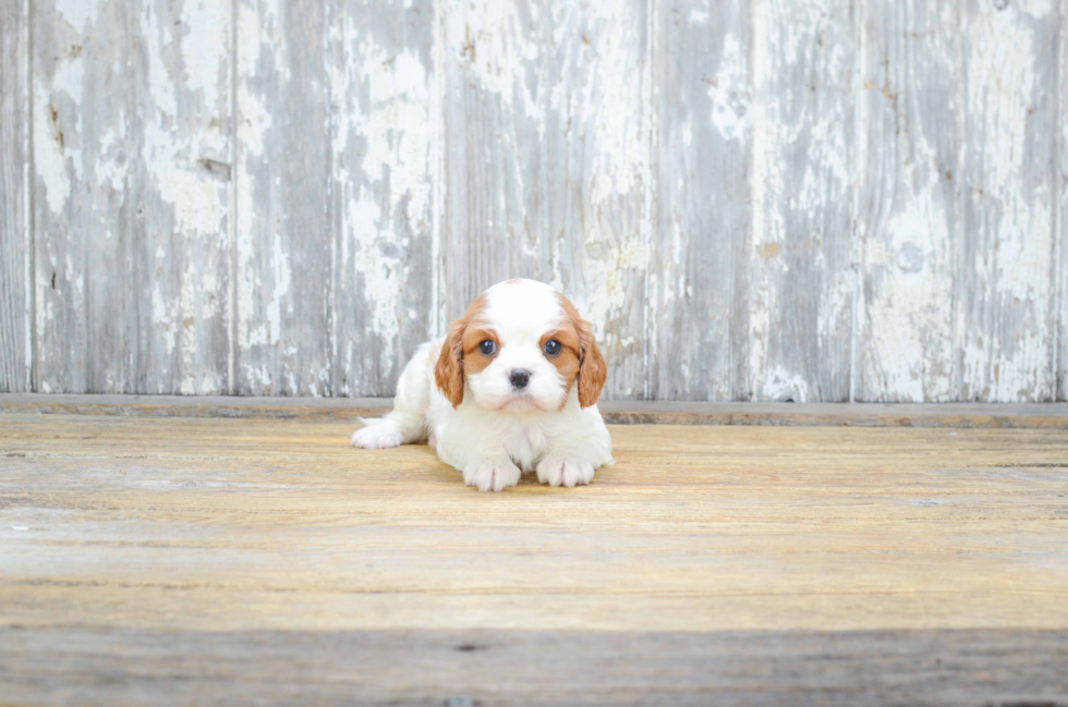 Cavalier King Charles Spaniel Puppy for Adoption