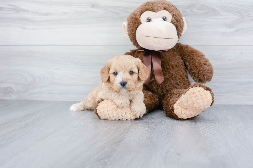 Energetic Cavoodle Poodle Mix Puppy