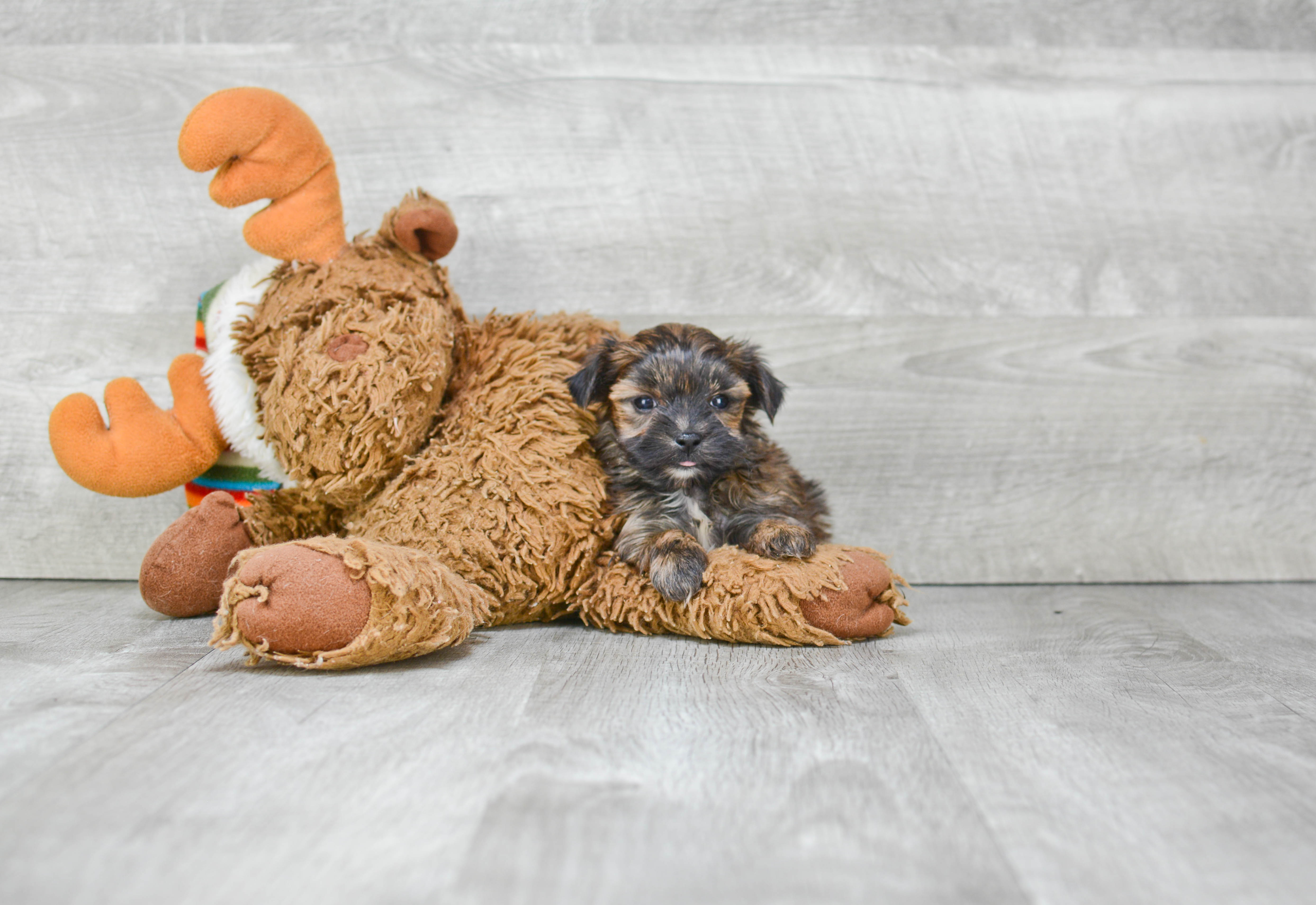 Funny Morkie Designer Pup