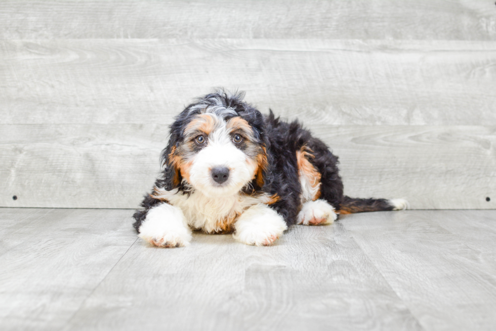 Mini Bernedoodle Puppy for Adoption