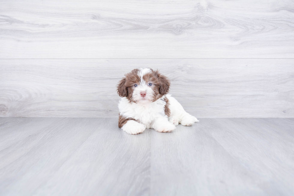 Smart Havanese Purebred Puppy