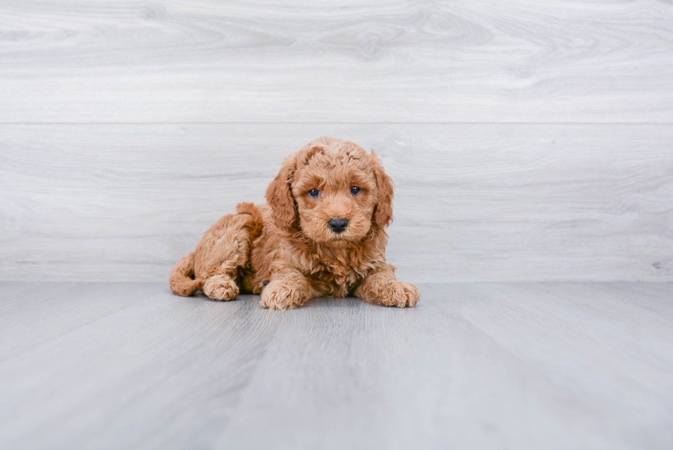 Best Mini Goldendoodle Baby