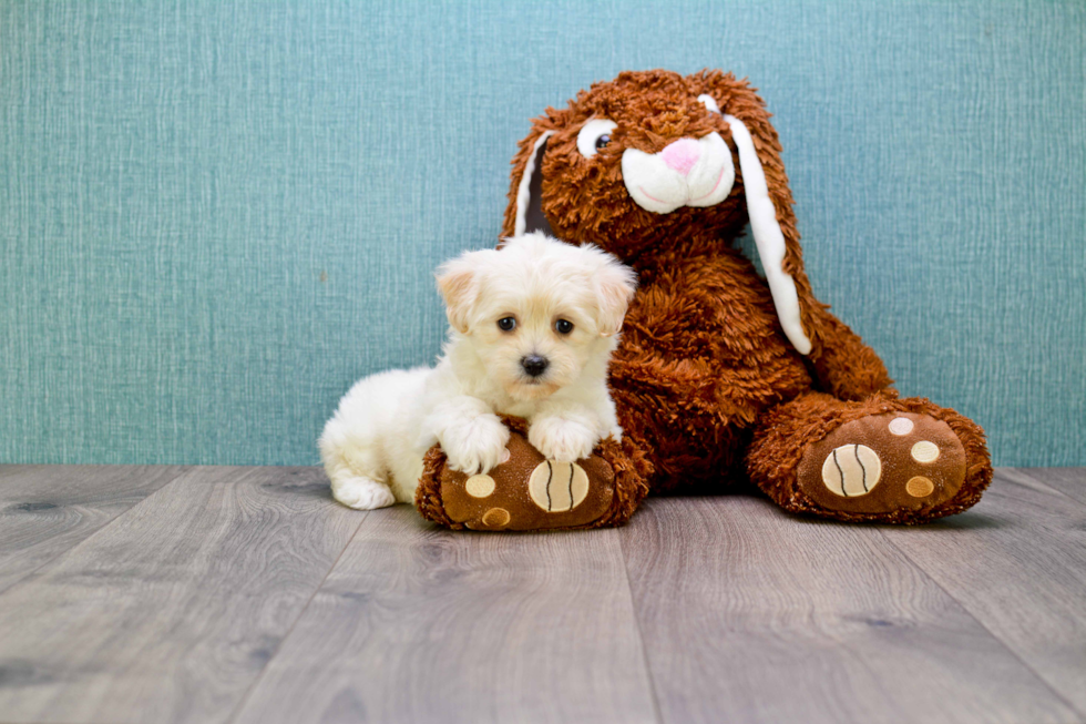 Maltipoo Pup Being Cute