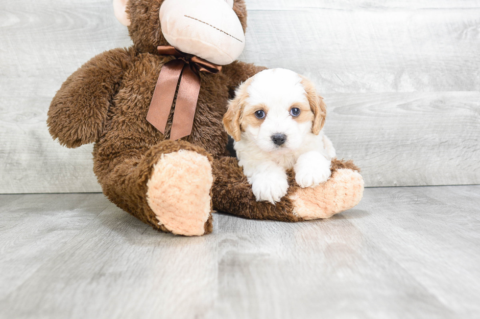 Best Cavachon Baby