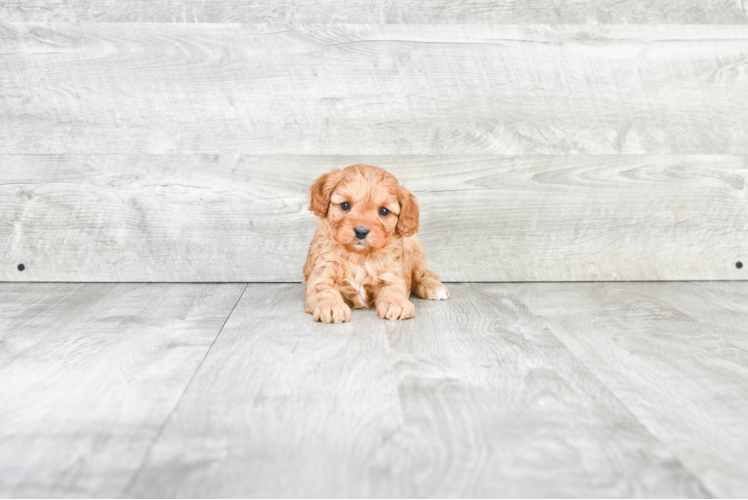 Cavapoo Pup Being Cute