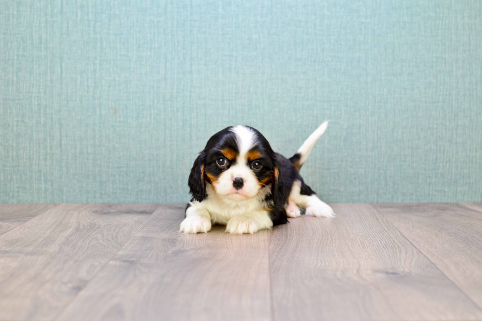 Hypoallergenic Cavalier King Charles Spaniel Purebred Pup