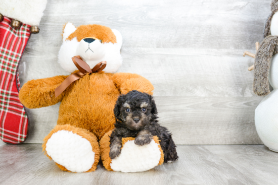 Poodle Pup Being Cute