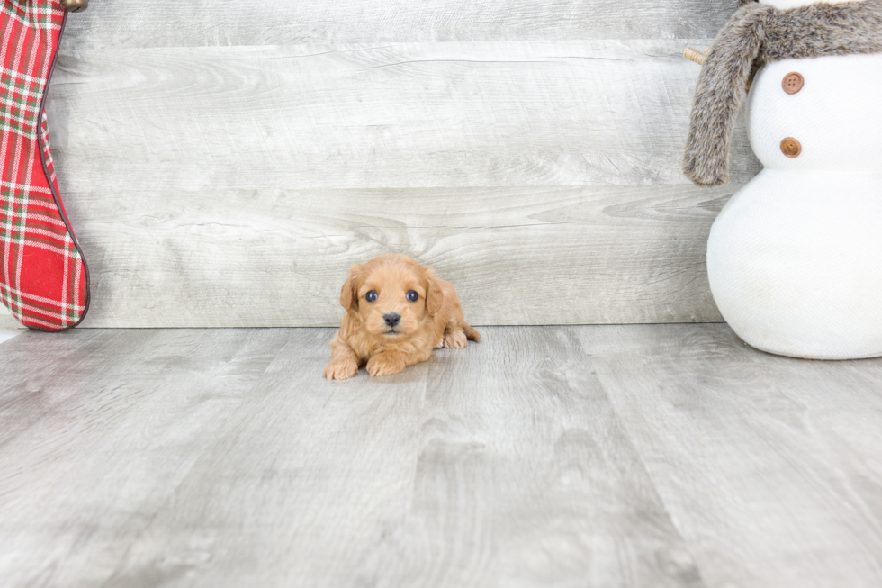 Popular Cavapoo Poodle Mix Pup