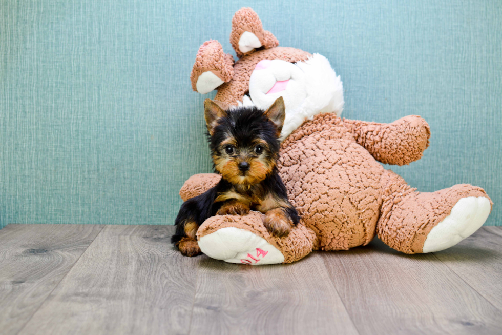 Meet Beckham - our Yorkshire Terrier Puppy Photo 