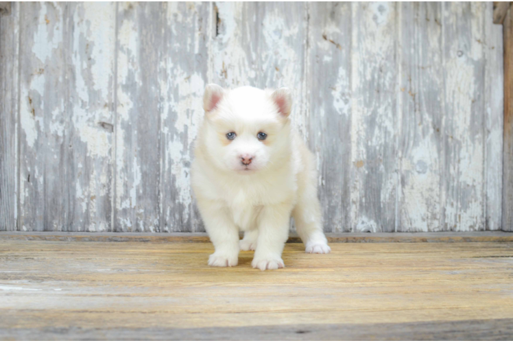 Little Mini Husky Designer Puppy