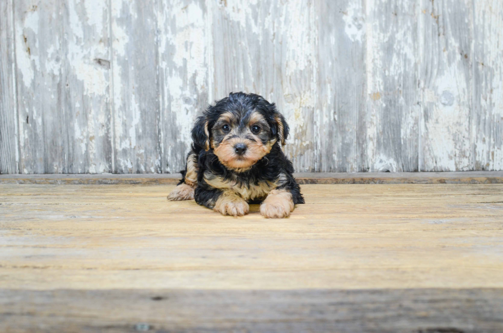 Energetic Yorkie Doodle Poodle Mix Puppy