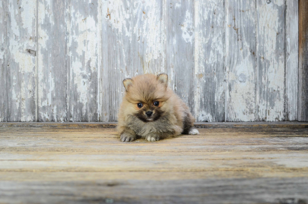 Cute Pomeranian Purebred Puppy