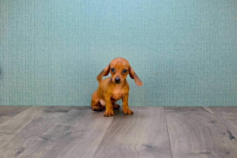 Cute Dachshund Purebred Puppy