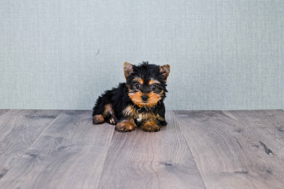 Meet Tinkerbell - our Yorkshire Terrier Puppy Photo 