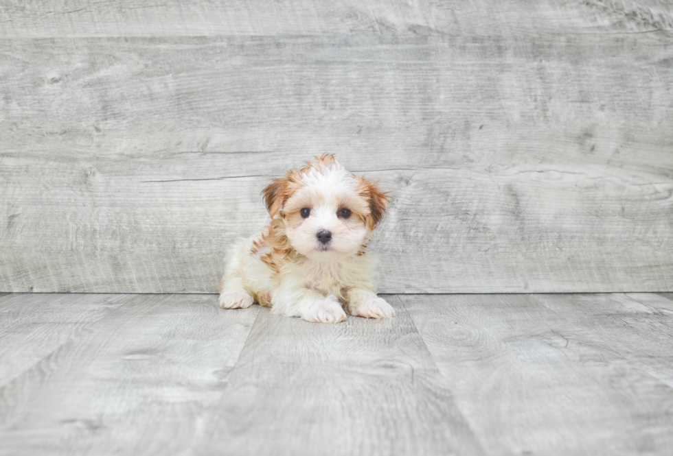 Hypoallergenic Yorkie Designer Puppy