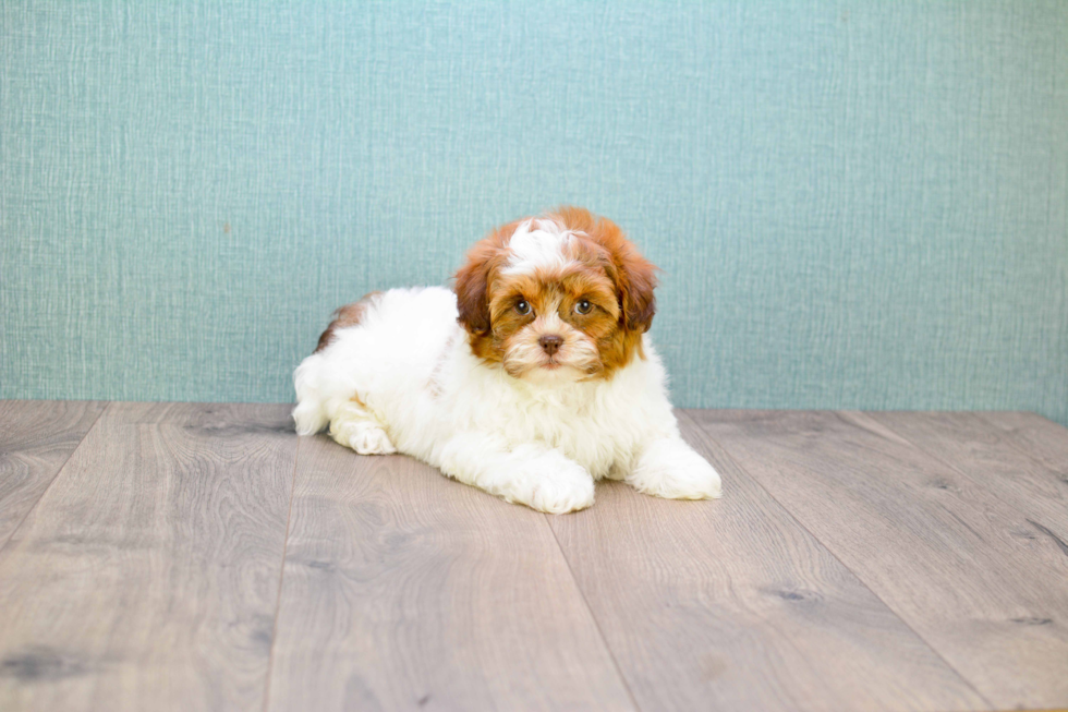 Teddy Bear Pup Being Cute