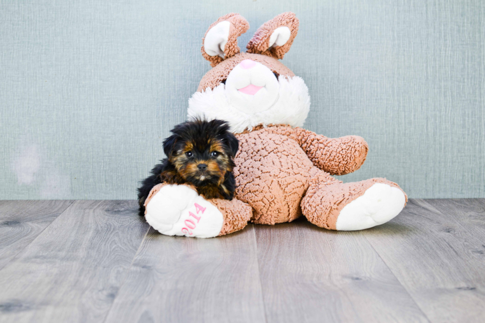 Meet Capone - our Yorkshire Terrier Puppy Photo 