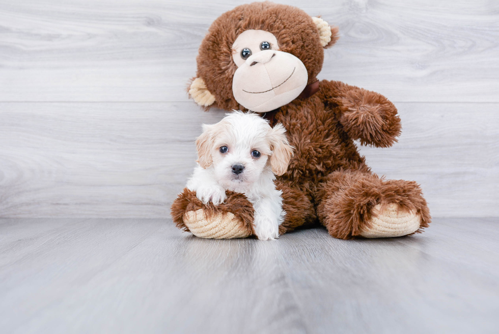 Cavachon Puppy for Adoption