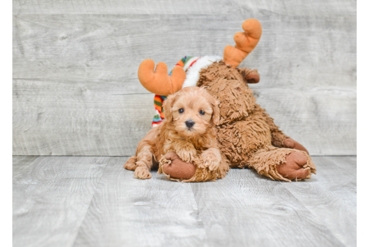 Popular Cavapoo Poodle Mix Pup