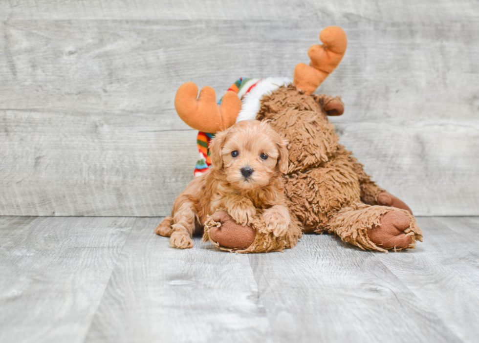 Popular Cavapoo Poodle Mix Pup