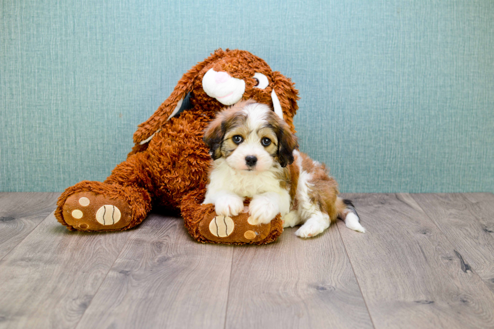 Cavachon Pup Being Cute