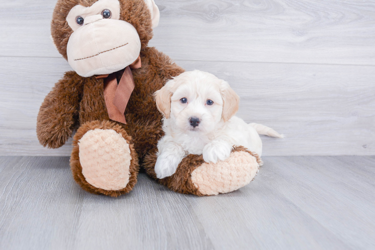 Happy Maltipoo Baby