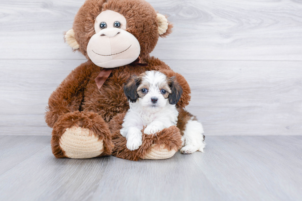 Small Cavachon Baby