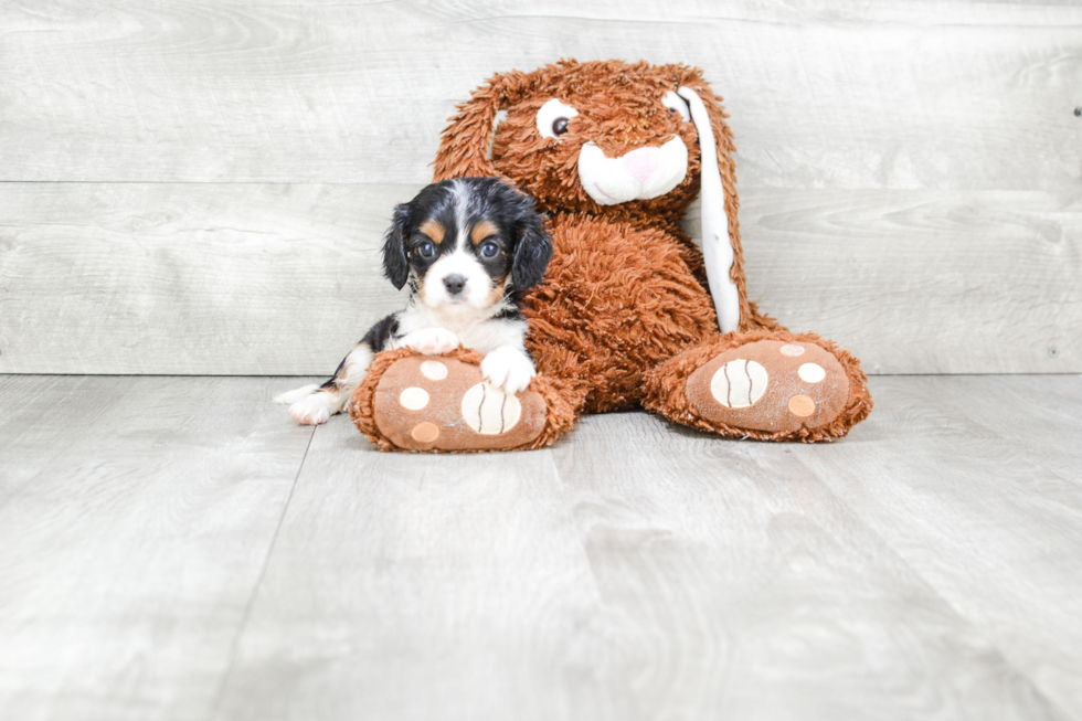 Cavalier King Charles Spaniel Puppy for Adoption