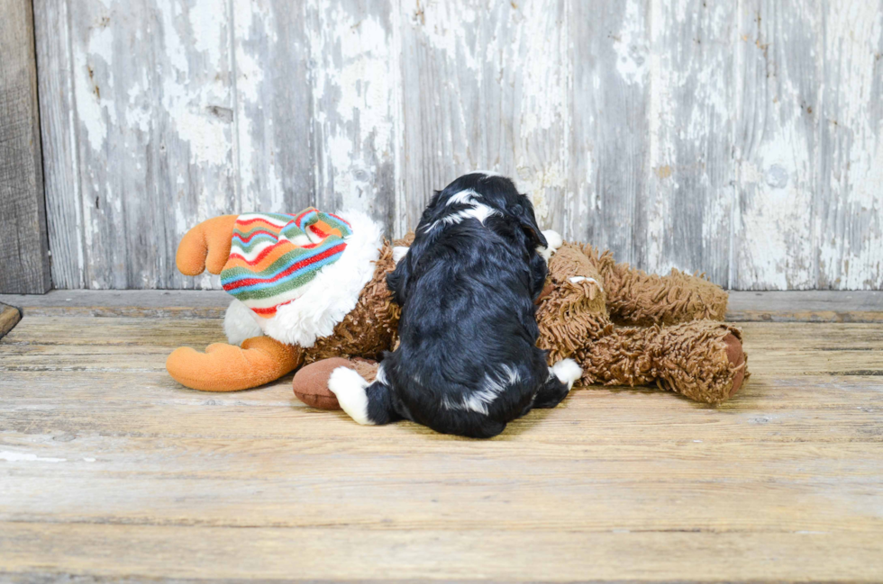 Popular Cavalier King Charles Spaniel Purebred Pup