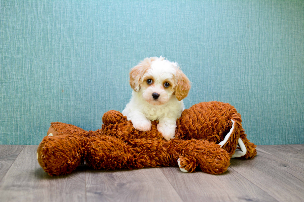 Cavachon Pup Being Cute